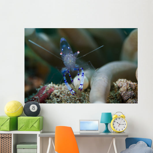 Sarasvati Anemone Shrimp Sulawesi Wall Decal