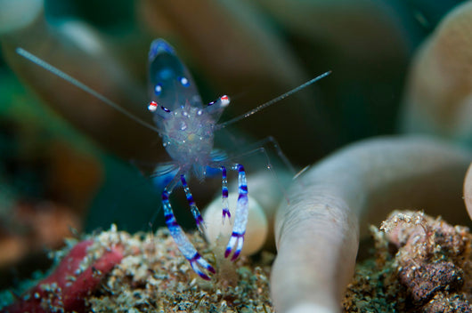 Sarasvati Anemone Shrimp Sulawesi Wall Decal