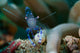 Sarasvati Anemone Shrimp Sulawesi Wall Decal