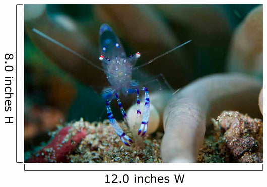 Sarasvati Anemone Shrimp Sulawesi Wall Decal