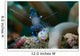 Sarasvati Anemone Shrimp Sulawesi Wall Decal