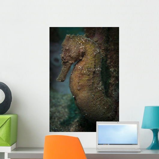 Zebra-snout Seahorse Sulawesi Indonesia Wall Decal