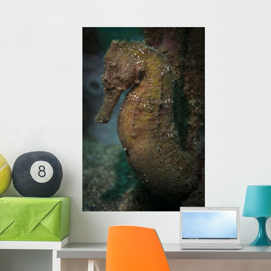 Zebra-snout Seahorse Sulawesi Indonesia Wall Decal