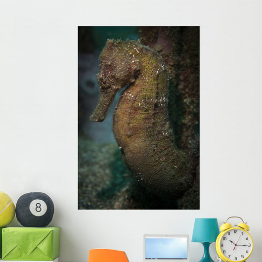 Zebra-snout Seahorse Sulawesi Indonesia Wall Decal