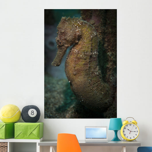 Zebra-snout Seahorse Sulawesi Indonesia Wall Decal