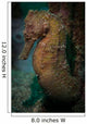 Zebra-snout Seahorse Sulawesi Indonesia Wall Decal