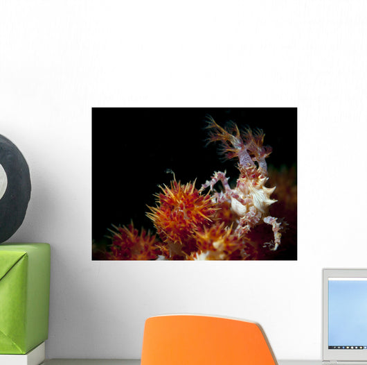 Candy Crab Red Orange Wall Decal
