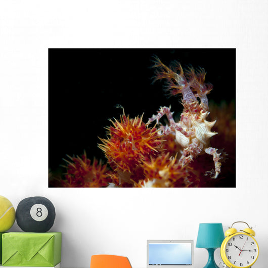 Candy Crab Red Orange Wall Decal