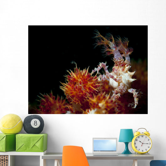 Candy Crab Red Orange Wall Decal