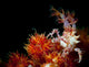Candy Crab Red Orange Wall Decal