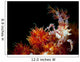 Candy Crab Red Orange Wall Decal