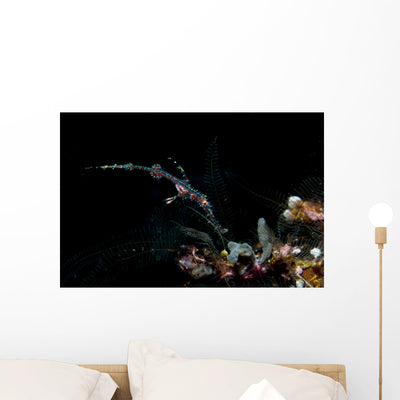 Ornate Ghost Pipefish Sulawesi Wall Decal shown on a wall