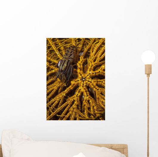 Striped Snapping Shrimp Yellow Wall Decal