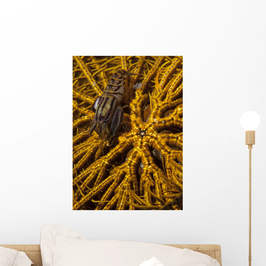 Striped Snapping Shrimp Yellow Wall Decal