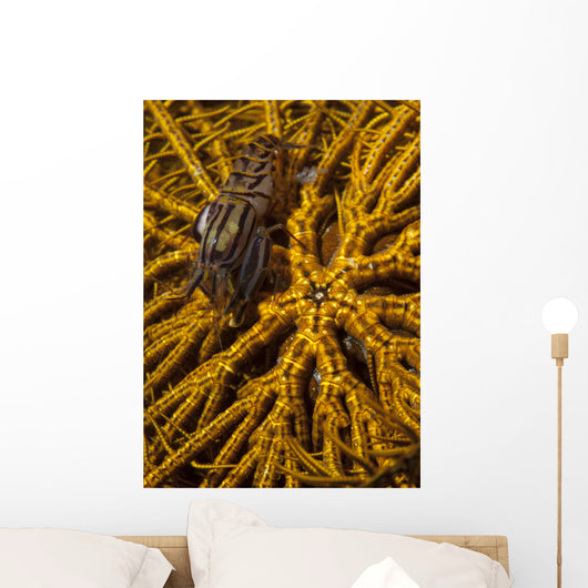 Striped Snapping Shrimp Yellow Wall Decal
