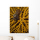 Striped Snapping Shrimp Yellow Wall Decal