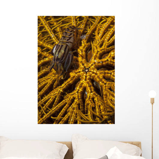 Striped Snapping Shrimp Yellow Wall Decal
