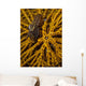 Striped Snapping Shrimp Yellow Wall Decal