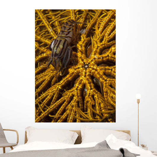 Striped Snapping Shrimp Yellow Wall Decal