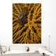Striped Snapping Shrimp Yellow Wall Decal