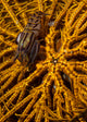 Striped Snapping Shrimp Yellow Wall Decal