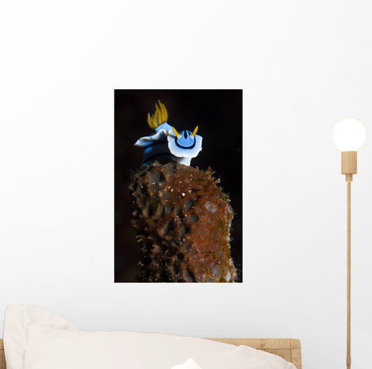 Elizabeth's Chromodoris Bunaken National Wall Decal