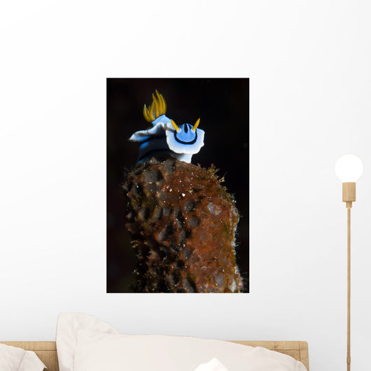 Elizabeth's Chromodoris Bunaken National Wall Decal