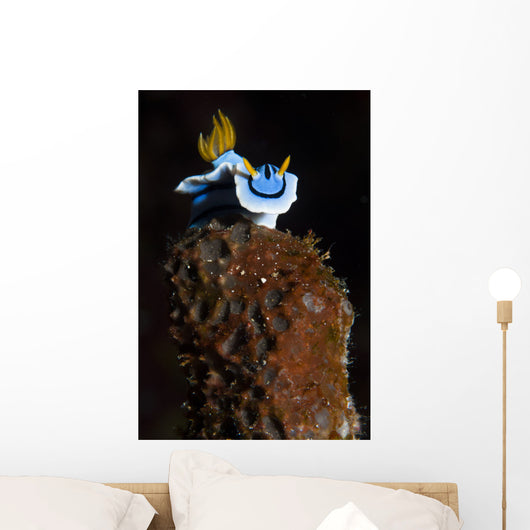 Elizabeth's Chromodoris Bunaken National Wall Decal