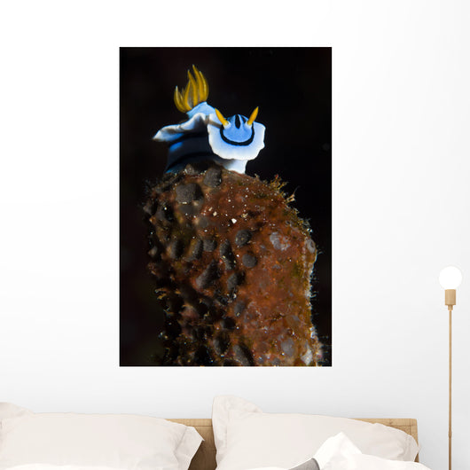 Elizabeth's Chromodoris Bunaken National Wall Decal