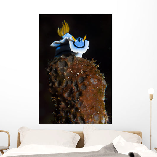 Elizabeth's Chromodoris Bunaken National Wall Decal