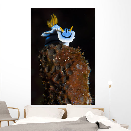 Elizabeth's Chromodoris Bunaken National Wall Decal