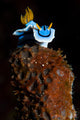 Elizabeth's Chromodoris Bunaken National Wall Decal