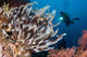 Colorful Crinoids and Soft Wall Decal Design 6