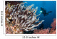 Colorful Crinoids and Soft Wall Decal Design 6
