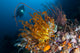 Diver Looks Group Crinoids Wall Decal Design 3