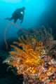 Diver Looks Group Crinoids Wall Decal Design 2