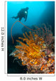 Diver Looks Group Crinoids Wall Decal Design 2