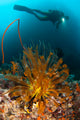 Diver Looks Group Crinoids Wall Decal Design 1