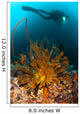 Diver Looks Group Crinoids Wall Decal Design 1