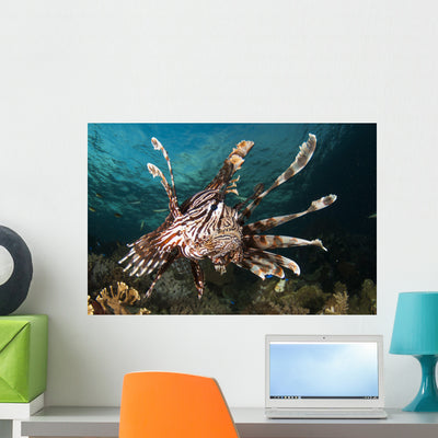 Close-up Lionfish Raja Ampat Wall Decal shown on a wall