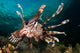 Close-up Lionfish Raja Ampat Wall Decal