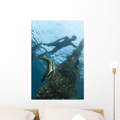 Juvenile Golden Spadefish Whilst Wall Decal shown on a wall