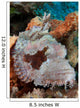 Close-up Tassled Scorpionfish Showing Wall Decal