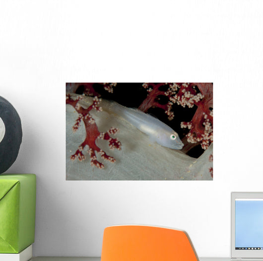Soft Coral Ghost Goby Wall Decal