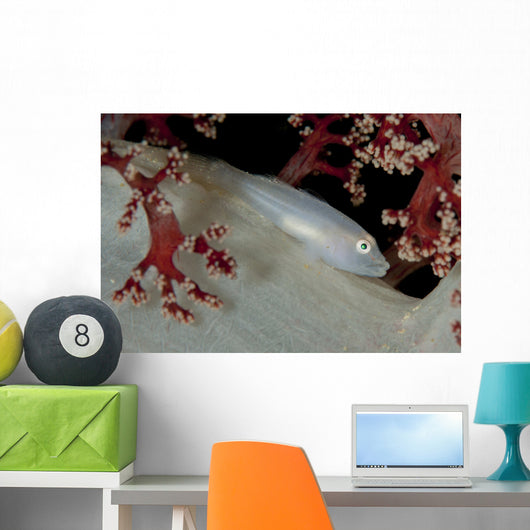 Soft Coral Ghost Goby Wall Decal