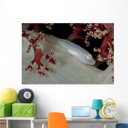 Soft Coral Ghost Goby Wall Decal