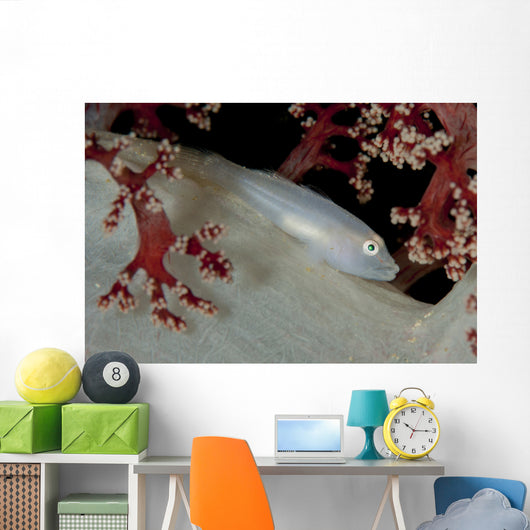 Soft Coral Ghost Goby Wall Decal