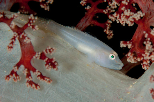 Soft Coral Ghost Goby Wall Decal