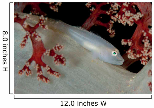 Soft Coral Ghost Goby Wall Decal
