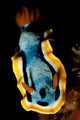 Anna's Chromodoris Nudibranch Sea Wall Decal